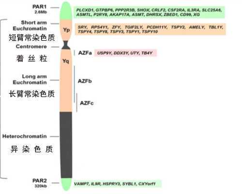 做试管婴儿需要多长时间？